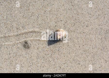 Eine Schnecke mit Oberschale, die Spuren in nassem Sand macht Stockfoto