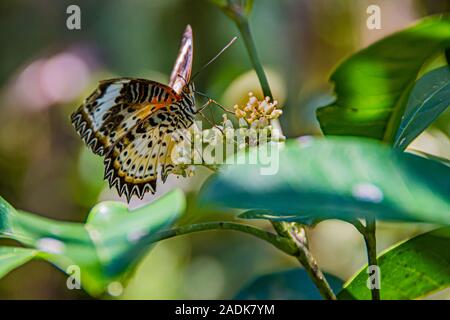 Bunte Schmetterling Close-up auf einer Blume posieren. Stockfoto