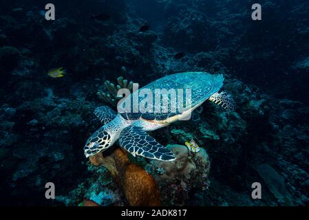 Hawksbill Turtle-Eretmochelys imbricata Stockfoto