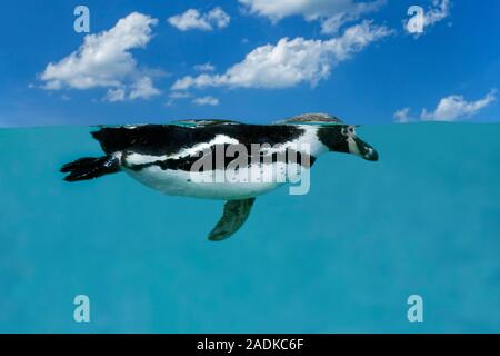 Humboldt-pinguin (Spheniscus Humboldti) Schwimmen unter Wasser in Sea/Pazifischer Ozean, beheimatet in Küstengebieten Chile und Peru. Stockfoto