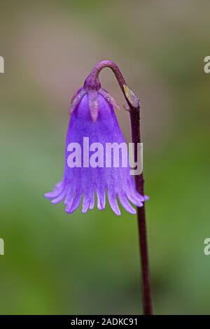 Zwerg snowbell (Soldanella pusilla) in Blüte in den Alpen, Österreich Stockfoto