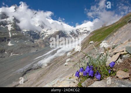 Earleaf der Glockenblume/Fee - Fingerhut (Campanula cochleariifolia/Campanula cochlearifolia) in Blüte in den Alpen, Hohe Tauern NP, Kärnten, Österreich Stockfoto