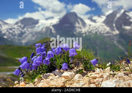 Earleaf der Glockenblume/Fee - Fingerhut (Campanula cochleariifolia/Campanula cochlearifolia) in Blüte in den Alpen, Hohe Tauern NP, Kärnten, Österreich Stockfoto