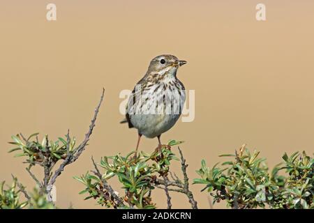 Wiesenpieper (Anthus pratensis) im Busch mit Beute im Schnabel gehockt Stockfoto