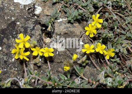 Helianthemum oelandicum (Hoary cistrose) ist meistens beschränkt kalkhaltigen Felsen in der Nähe des Meer trocken. Er tritt in ganz Europa. Stockfoto