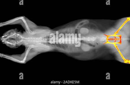 Schwarze und weiße CT Scan einer Katze auf einem schwarzen Hintergrund. Orthopädische tierärztliche Diagnose x-ray Test. Hüftknochen in Rot hervorgehoben. Stockfoto