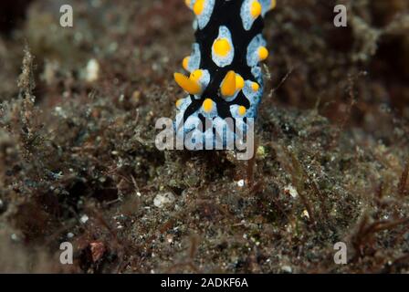 Phyllidia coelestis, Nacktschnecke Stockfoto