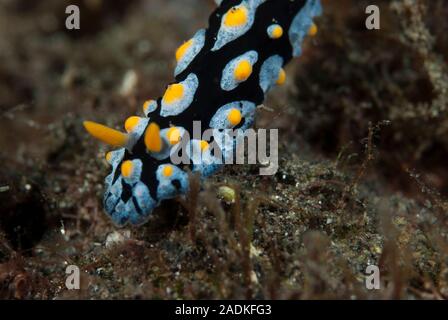 Phyllidia coelestis, Nacktschnecke Stockfoto