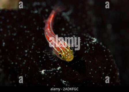 Gestreifte Triplefin Helcogramma striatum Stockfoto