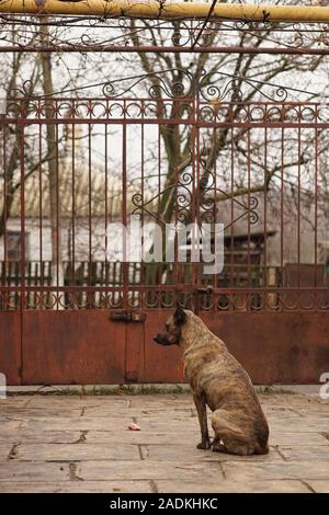 Ein Schäferhund sitzt in einem ländlichen Hof in der Nähe des Tores und wartet, bis der Besitzer zurückzukehren. Stockfoto