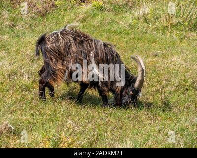 Schwarz/Braun Langhaarige wilde wilde Lange gehörnten Ziege Blick auf grünem Gras, von der Insel Colonsay, Schottland, Großbritannien Stockfoto