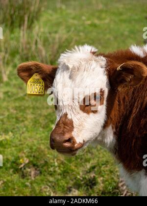 Junges Kalb mit braunen und weißen Mantel und gelbe Ohrmarken, Insel Colonsay, Schottland, Großbritannien Stockfoto