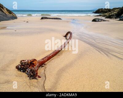 Seetang-Seetang-Haldfast-Wurzeln, angespült auf dem Sand von Balnahard Beach, Isle of Colonsay in den inneren Hebriden, Schottland Stockfoto