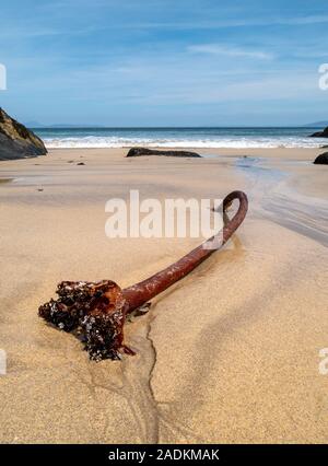 Seetang-Seetang-Haldfast-Wurzeln, angespült auf dem Sand von Balnahard Beach, Isle of Colonsay in den inneren Hebriden, Schottland Stockfoto