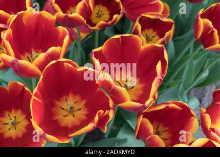 Rote und gelbe Tulpen. Ansicht von oben, Makro. Stockfoto