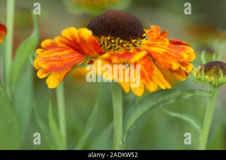 Helenium Mardi Gras'' (Helbro Sneezeweed) oder Helen's Blume Stockfoto