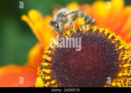 Helenium Mardi Gras'' (Helbro Sneezeweed) oder Helen's Blume Stockfoto