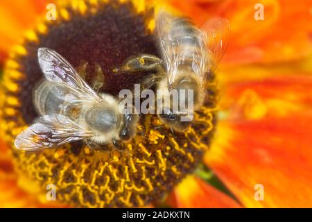 Helenium Mardi Gras'' (Helbro Sneezeweed) oder Helen's Blume Stockfoto