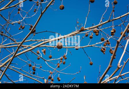 Suchen nach einem Londoner Platane Zweige im Winter sonniger Tag mit einem blauen Himmel. Platane (Platanus x Hispanica) Stockfoto