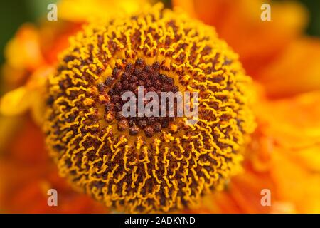 Helenium Mardi Gras'' (Helbro Sneezeweed) oder Helen's Blume Stockfoto