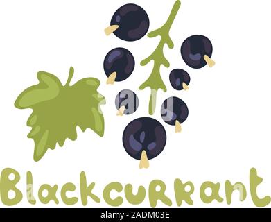 Schwarze Johannisbeere Beeren. Hand Vektorgrafiken schwarze Johannisbeeren mit Bündel von Beeren und grüne Blätter auf weißem Hintergrund Stock Vektor