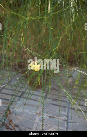 Parkinsonia aculeata Zweig zu schließen, Stockfoto