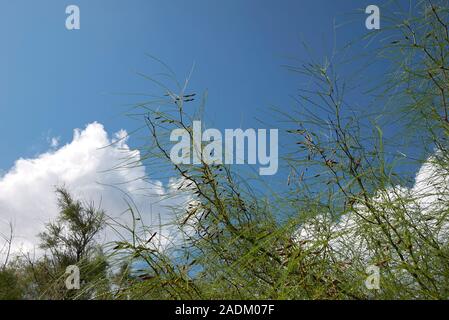 Parkinsonia aculeata Zweig zu schließen, Stockfoto