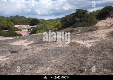 Die weißen Blüten der Pancratium maritimum auf der Insel Ibiza Stockfoto