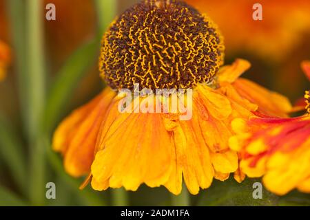 Helenium Mardi Gras'' (Helbro Sneezeweed) oder Helen's Blume Stockfoto