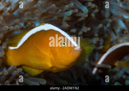 Orange Anemonenfischen Amphiprion sandaracinos Stockfoto