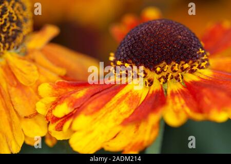 Helenium Mardi Gras'' (Helbro Sneezeweed) oder Helen's Blume Stockfoto