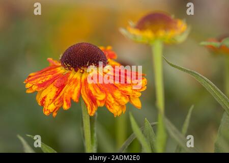 Helenium Mardi Gras'' (Helbro Sneezeweed) oder Helen's Blume Stockfoto