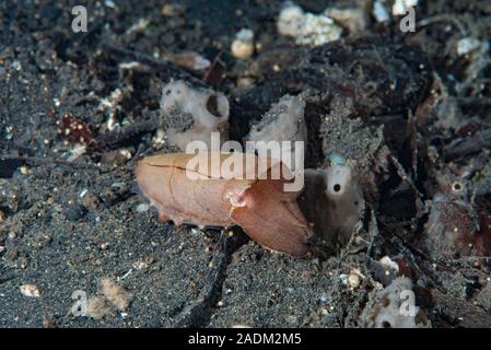 Nadel Tintenfisch Sepia aculeata Stockfoto