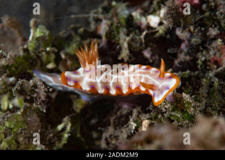 Chromodoris cf Setoensis Stockfoto