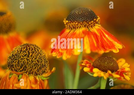 Helenium Mardi Gras'' (Helbro Sneezeweed) oder Helen's Blume Stockfoto