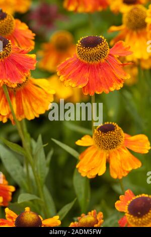 Helenium'S ahin Early Flowerer' (sneezeweed) oder Helen's Blume Stockfoto