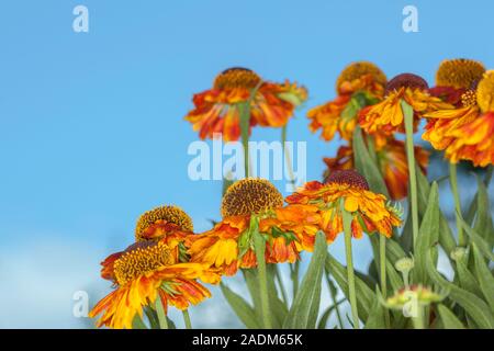 Helenium Mardi Gras'' (Helbro Sneezeweed) oder Helen's Blume Stockfoto