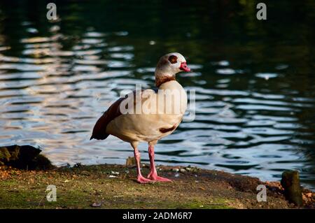 Ein ägyptischer Gans am London Wetland Centre in London, Großbritannien Stockfoto