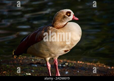 Ein ägyptischer Gans am London Wetland Centre in London, Großbritannien Stockfoto