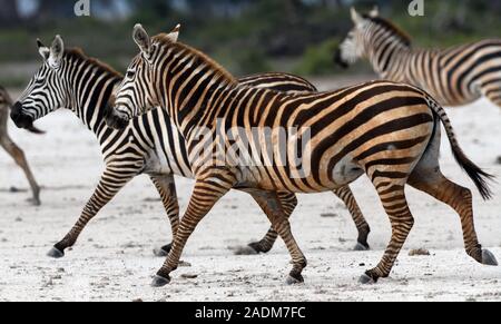 Ebenen Zebra (Equus quagga, Equus burchellii) rosa gefärbt von Rolling in farbigen Staub. Sinya Wildlife Management Area, Tansania. Stockfoto