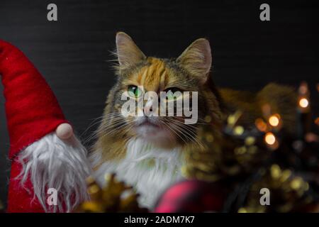 Adorable Katze mit Santa und Lichterketten Weihnachten Dekoration. Adorable Cat Stuff. Kopieren Sie Platz für Text. Tigered Norwegische Waldkatze. Stockfoto