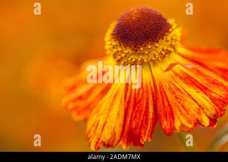 Helenium Mardi Gras'' (Helbro Sneezeweed) oder Helen's Blume Stockfoto