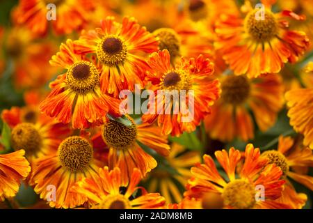 Helenium Mardi Gras'' (Helbro Sneezeweed) oder Helen's Blume Stockfoto