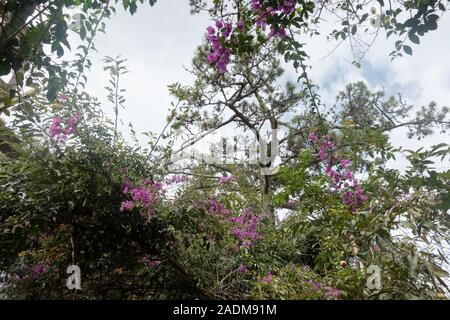 Lila Bougainvillea Blumen wachsen in Dalat Vietnam Stockfoto