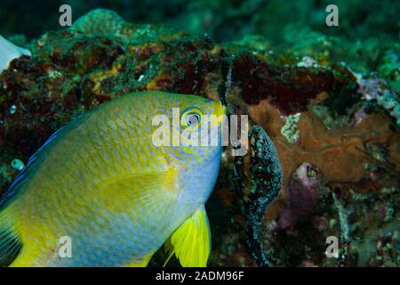 Golden Dirne Amblyglyphidodon aureus Stockfoto