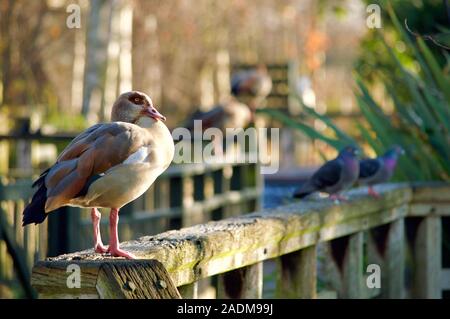 Ein ägyptischer Gans am London Wetland Centre in London, UK gehockt Stockfoto