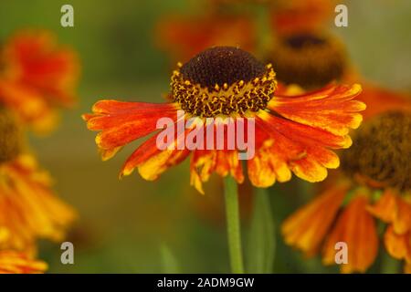 Helenium Mardi Gras'' (Helbro Sneezeweed) oder Helen's Blume Stockfoto