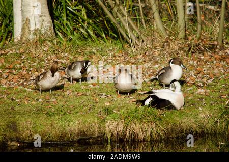 Eiderenten nisten an der London Wetland Centre in London, Großbritannien Stockfoto