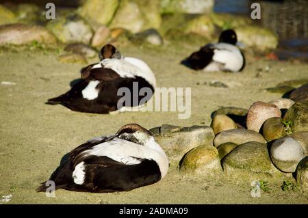 Eiderenten nisten an der London Wetland Centre in London, Großbritannien Stockfoto