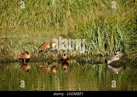 Fulvous pfeifen Enten und puna teal Enten nesting an der London Wetland Centre in London, Großbritannien Stockfoto